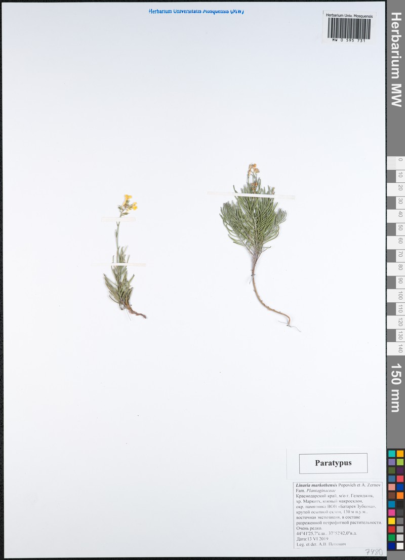 Linaria markotchensis photo 4