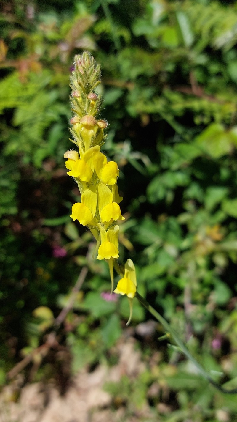 Linaria multicaulis subsp. multicaulis