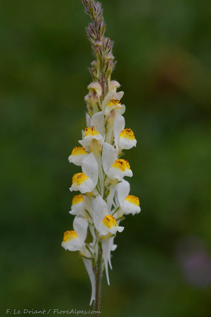 Linaria multicaulis subsp. multicaulis photo 2