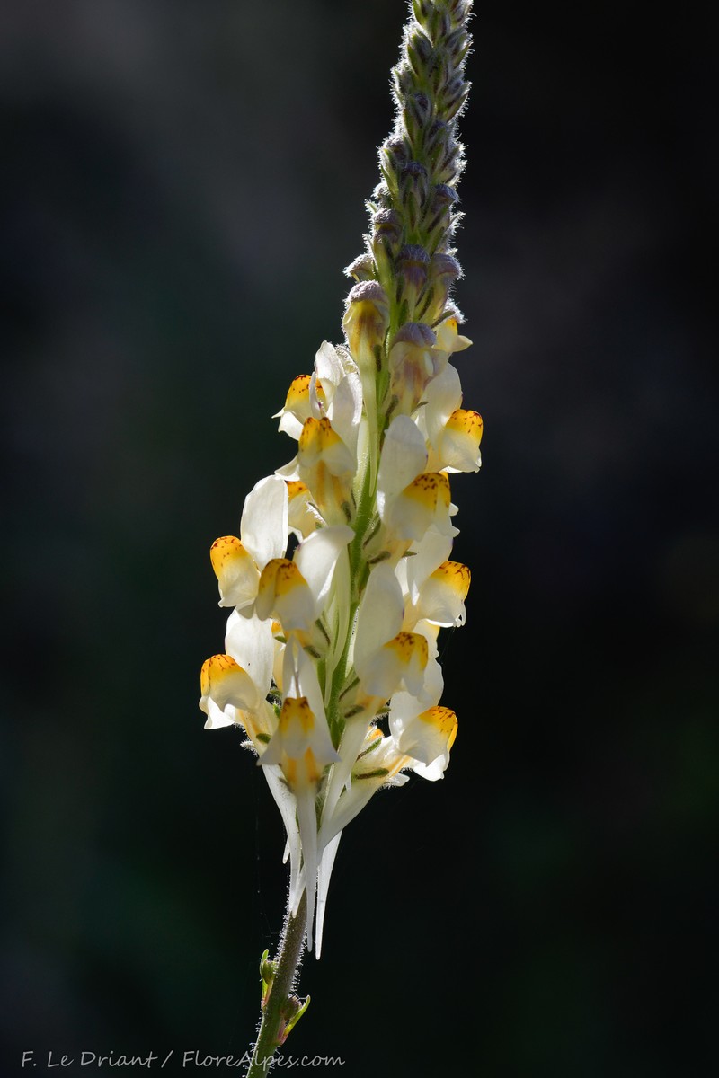 Linaria multicaulis subsp. multicaulis photo 3