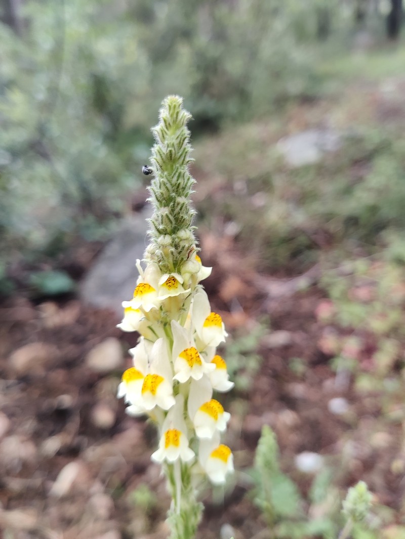 Linaria multicaulis subsp. multicaulis photo 4