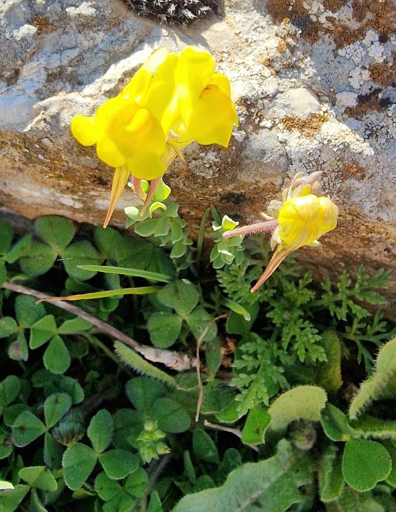 Linaria oblongifolia subsp. oblongifolia