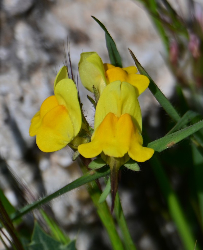 Linaria oblongifolia subsp. oblongifolia photo 2