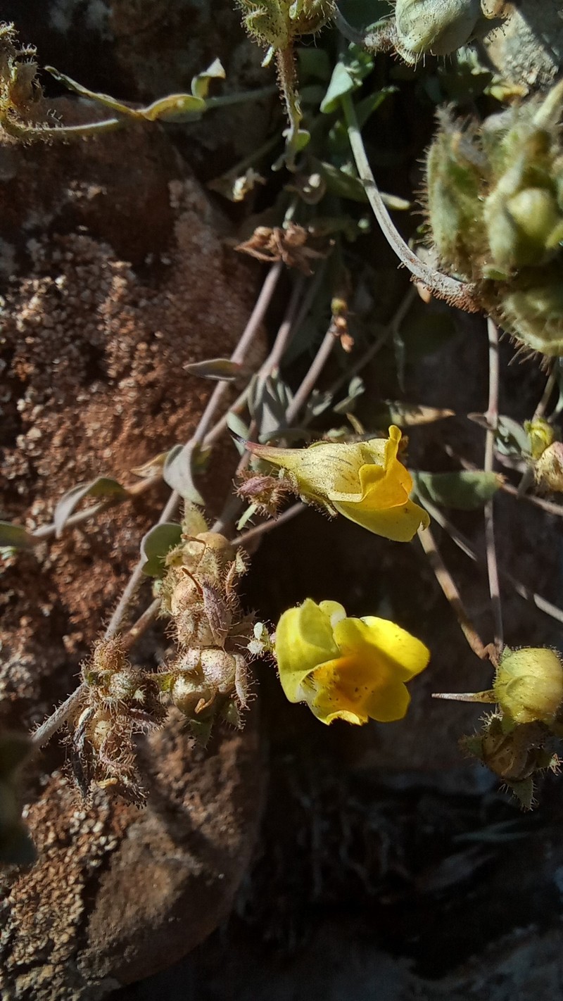 Linaria oblongifolia subsp. oblongifolia photo 3