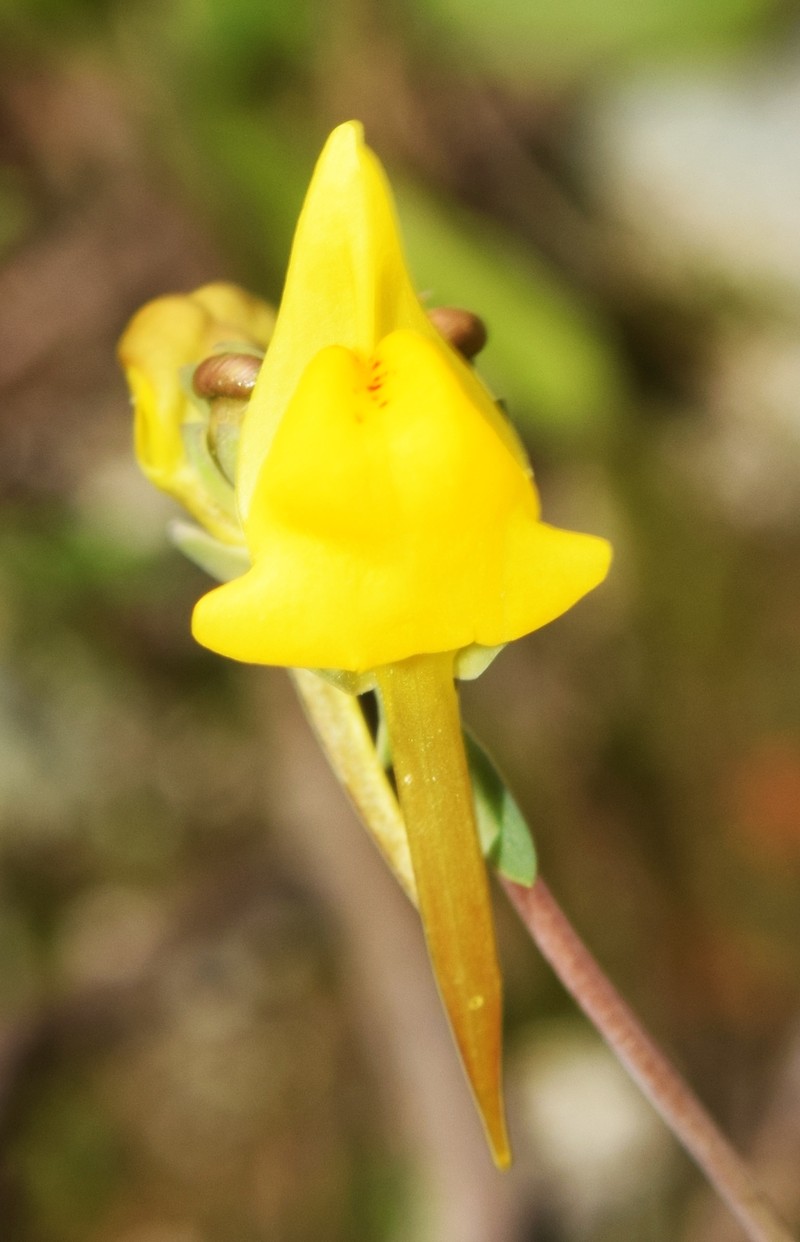 Linaria oligantha subsp. oligantha