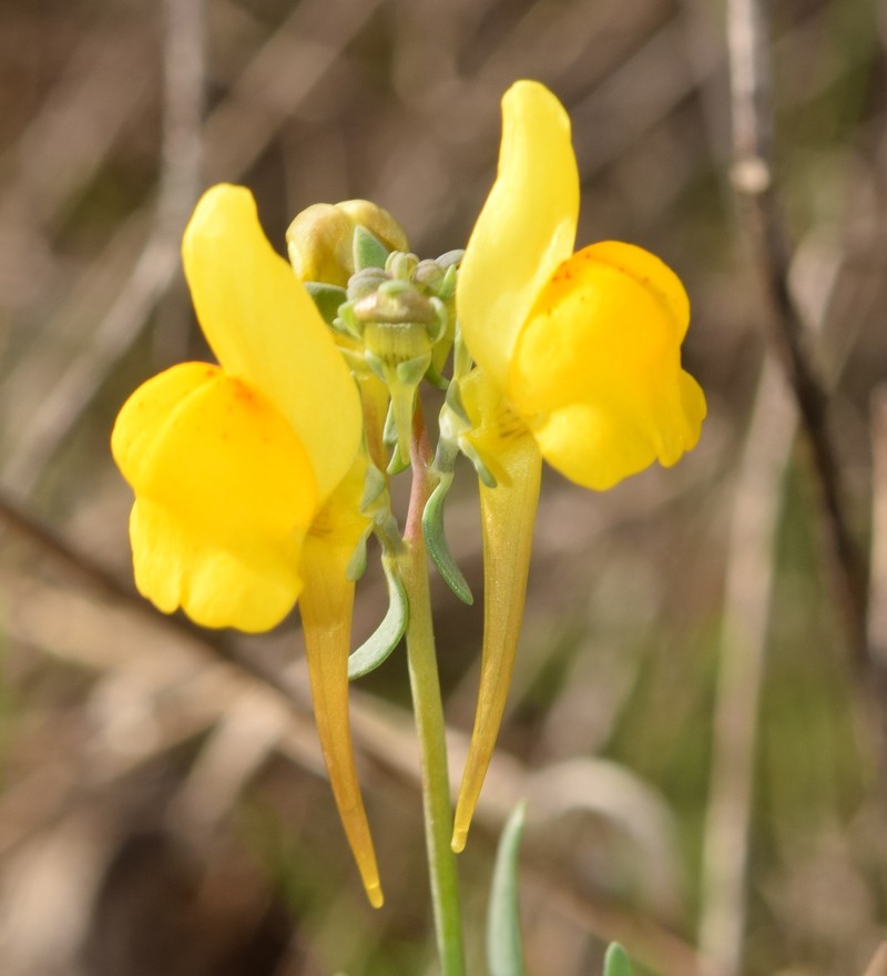 Linaria oligantha subsp. oligantha photo 2