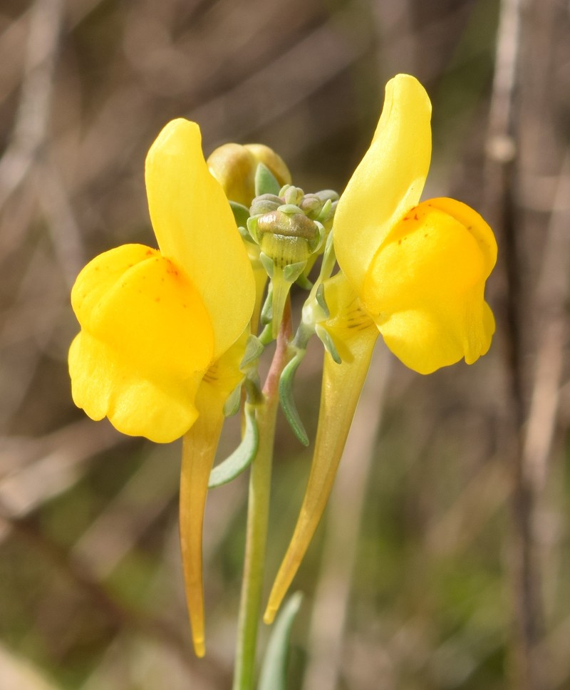 Linaria oligantha subsp. oligantha photo 3
