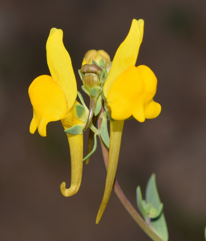 Linaria oligantha subsp. oligantha photo 4