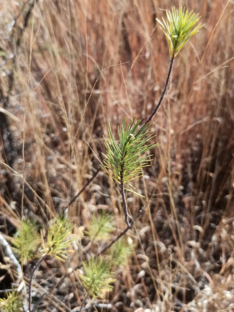 Pineneedle Toadflax photo 2