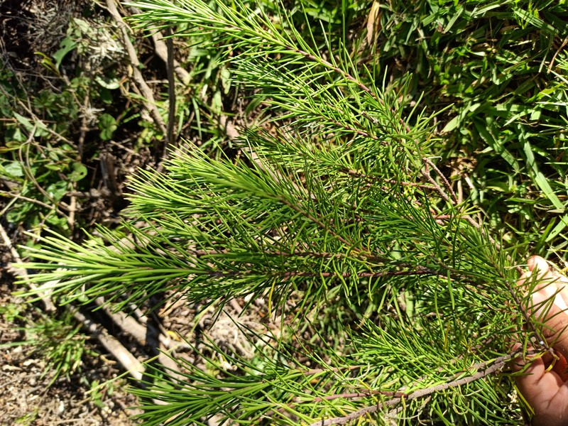 Pineneedle Toadflax photo 3
