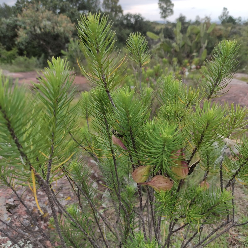 Pineneedle Toadflax photo 4
