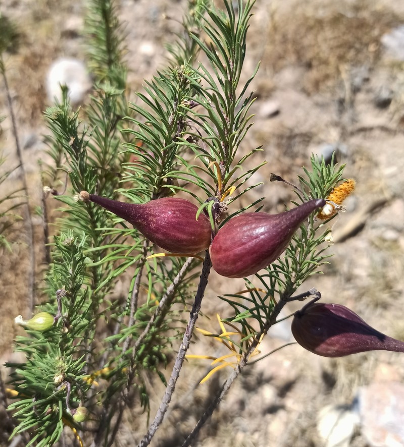Pineneedle Toadflax photo 5