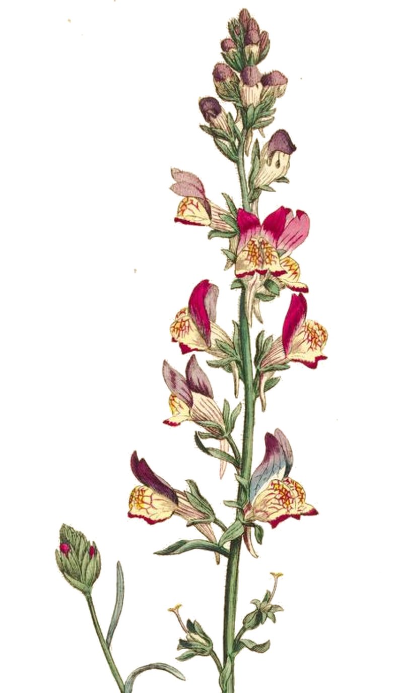 Pineneedle Toadflax