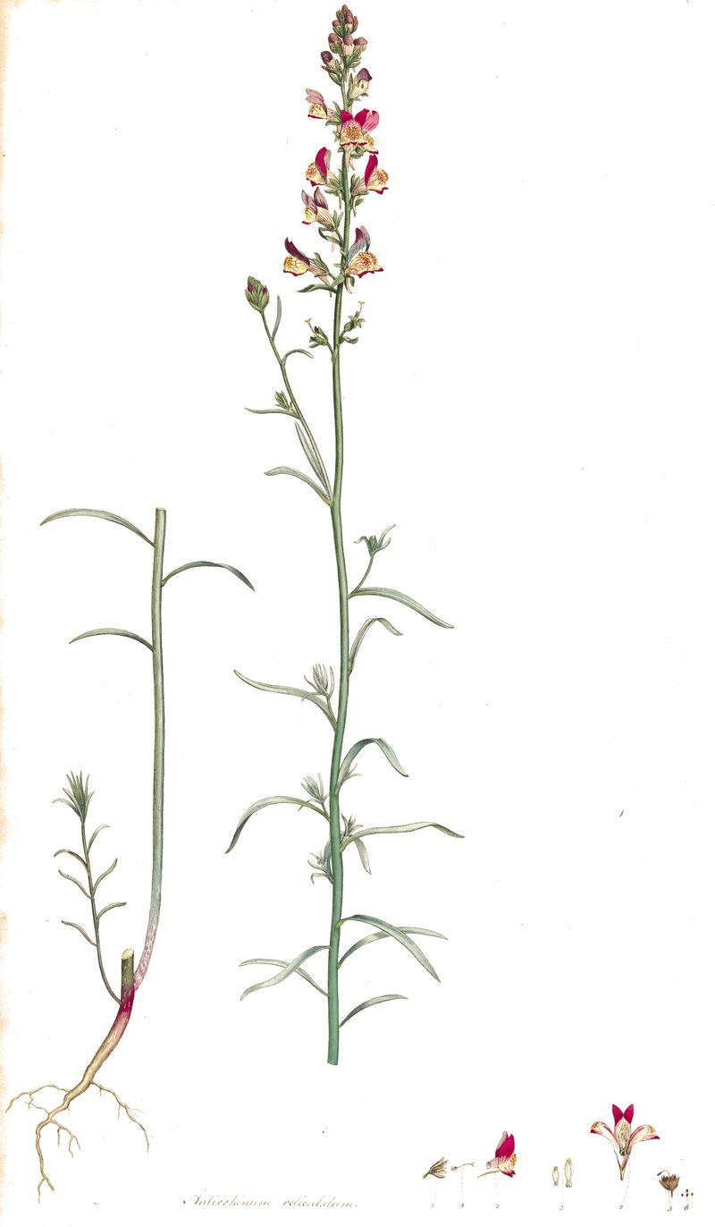 Pineneedle Toadflax photo 6