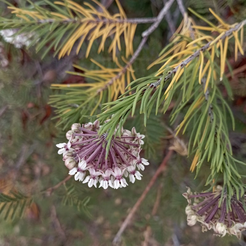 Pineneedle Toadflax photo 7