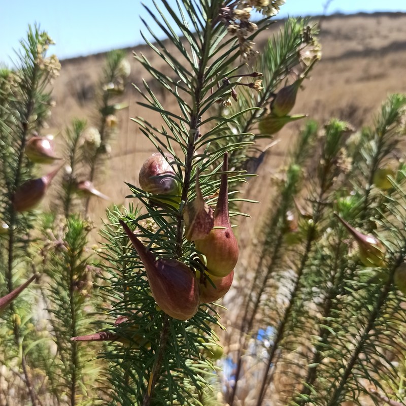 Pineneedle Toadflax photo 8