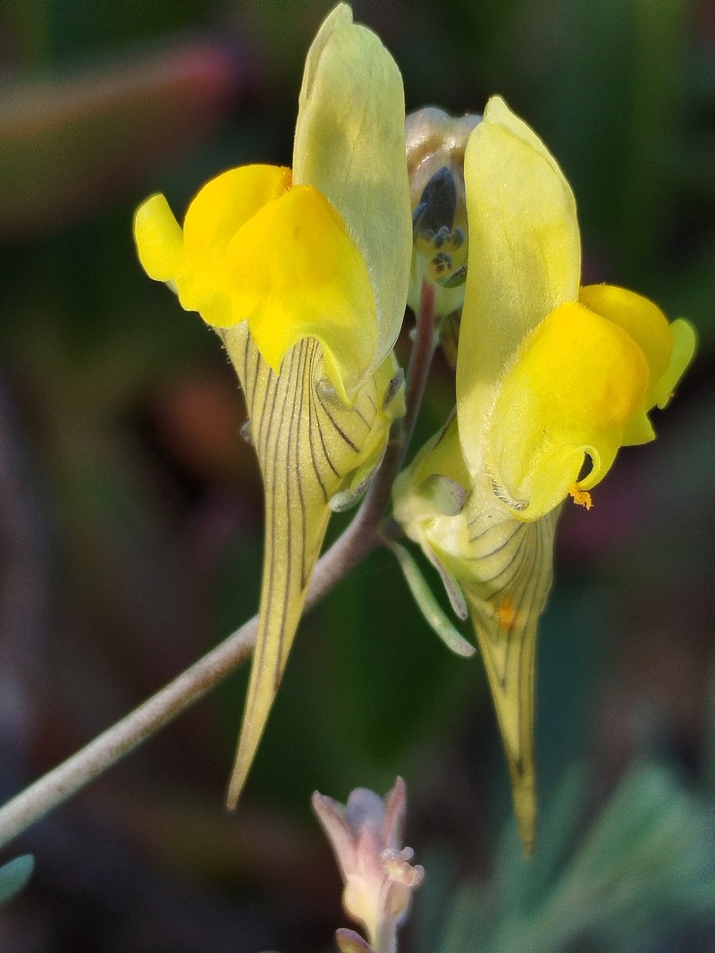 Linaria polygalifolia subsp. polygalifolia