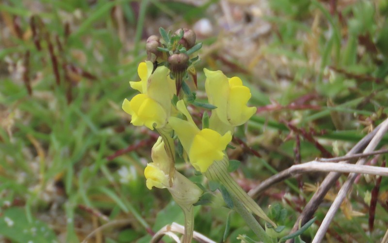Linaria polygalifolia subsp. polygalifolia photo 2