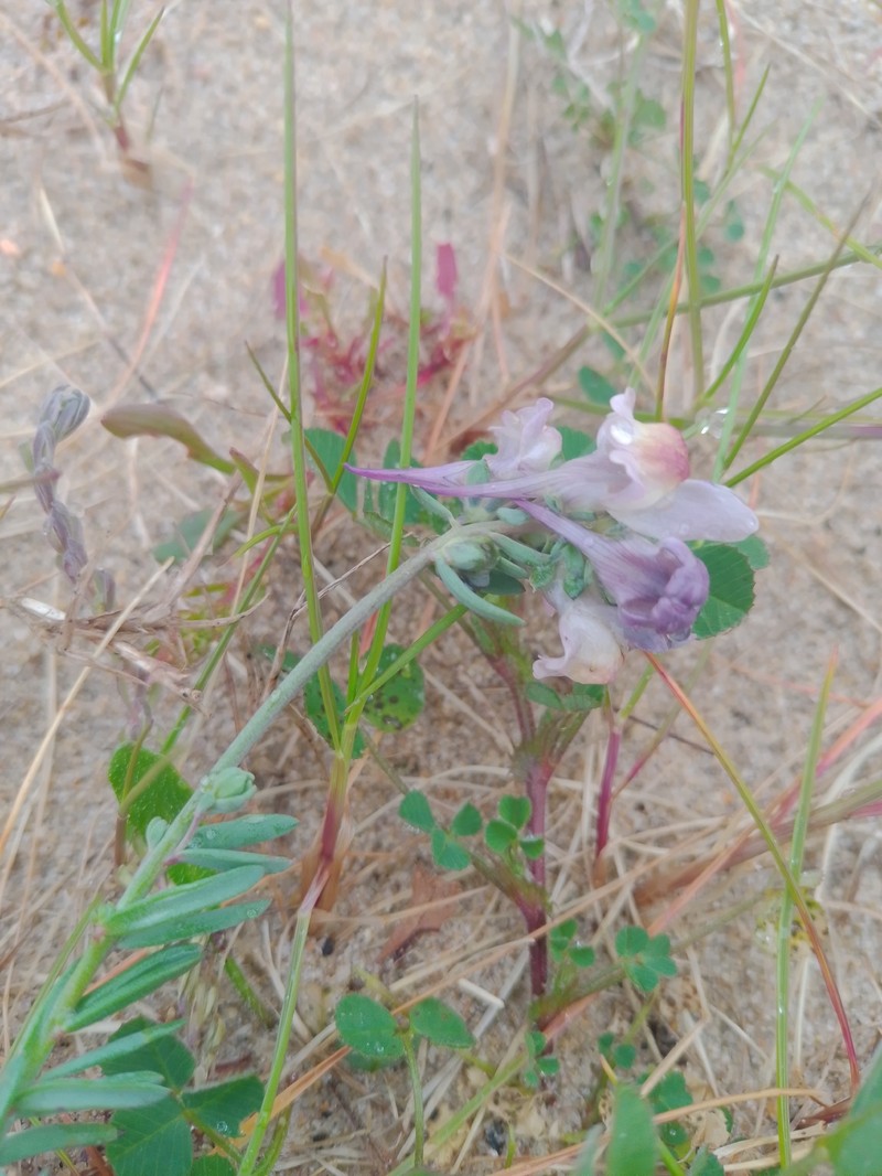 Linaria polygalifolia subsp. polygalifolia photo 3