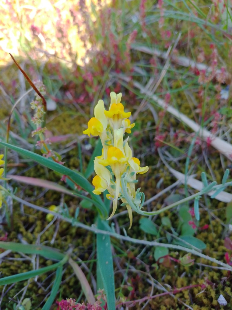 Linaria polygalifolia subsp. polygalifolia photo 4