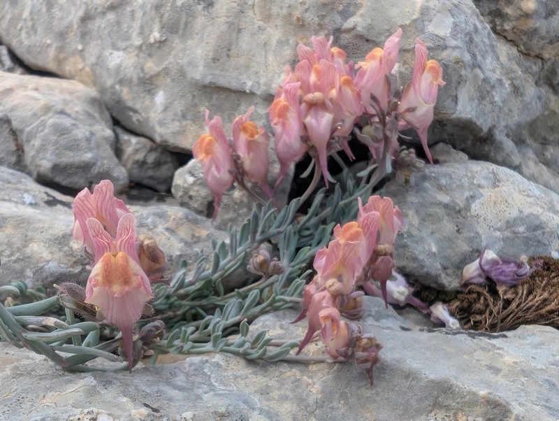 Linaria pruinosa