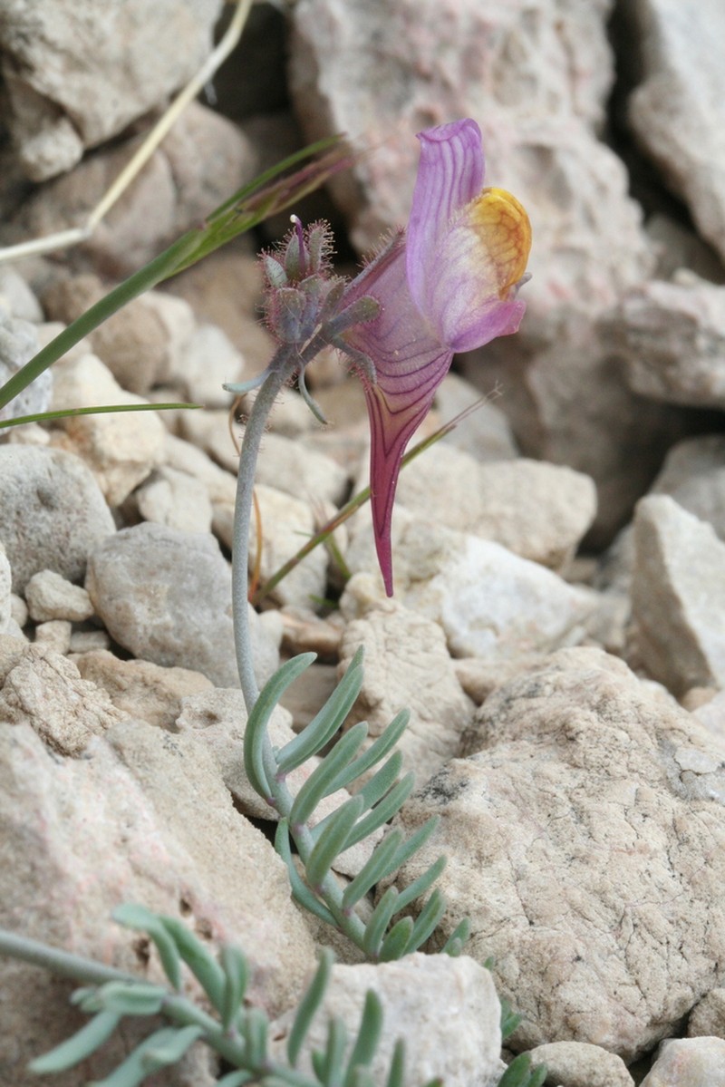 Linaria pruinosa photo 2
