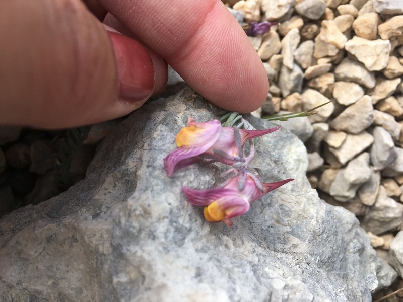 Linaria pruinosa photo 3