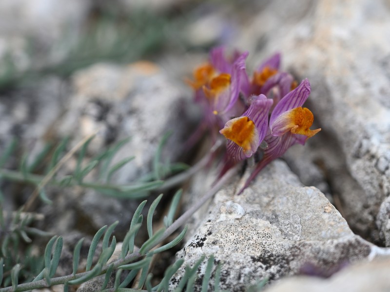 Linaria pruinosa photo 4