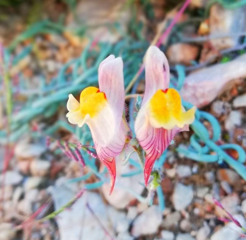 Linaria pruinosa photo 5