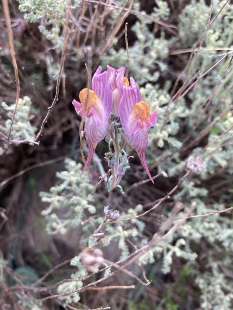 Linaria pruinosa photo 6
