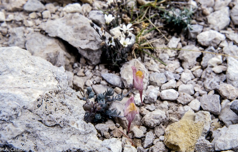 Linaria pruinosa photo 7
