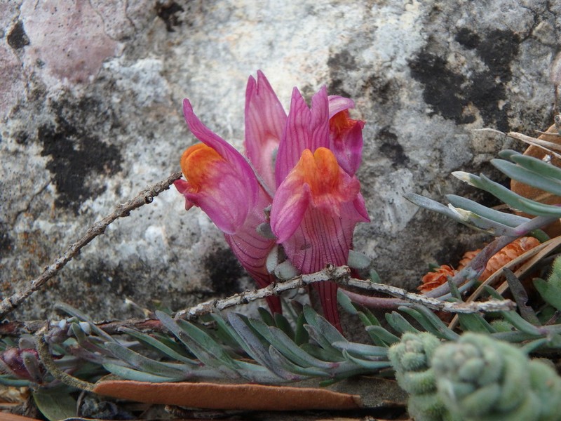 Linaria pruinosa photo 8