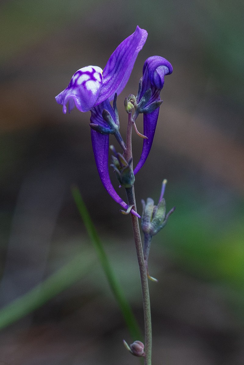 Linaria pseudamethystea