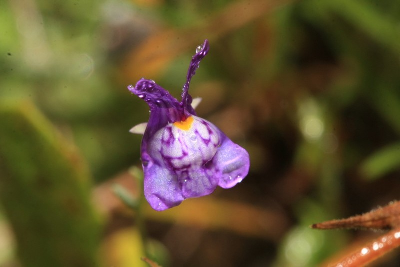 Linaria pseudamethystea photo 2