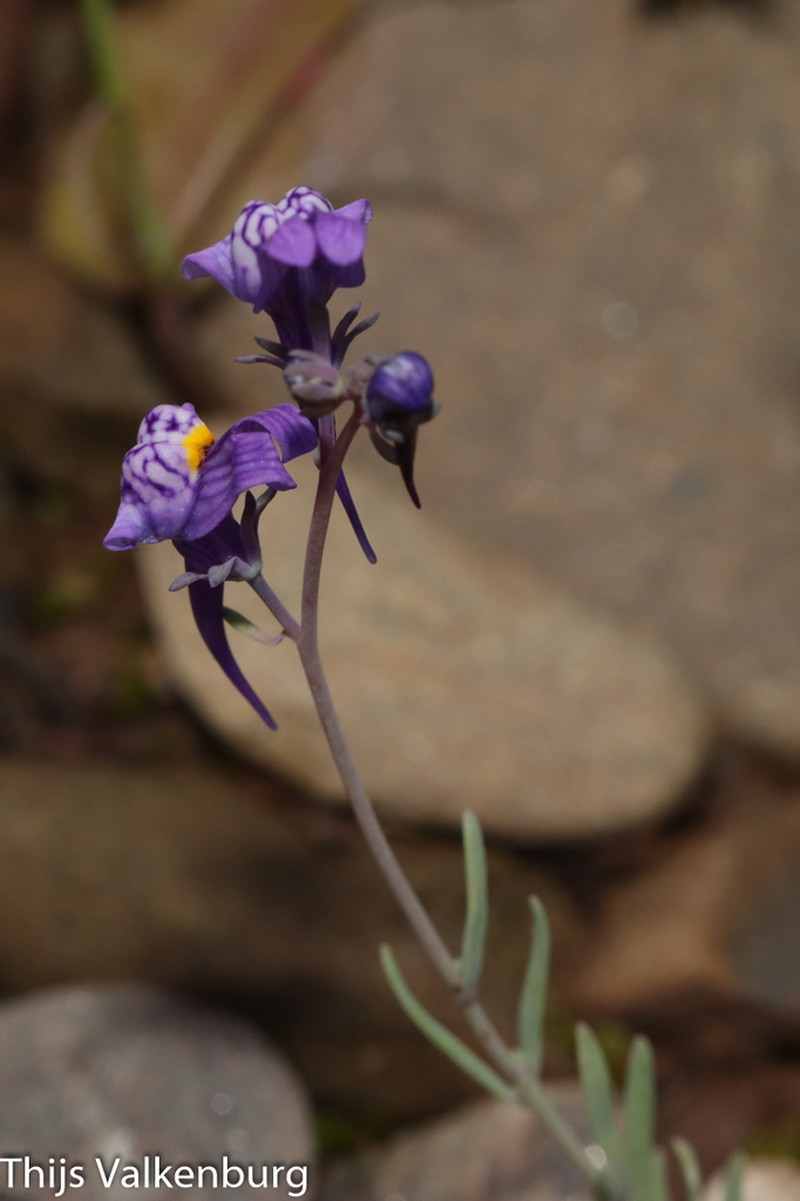 Linaria pseudamethystea photo 3