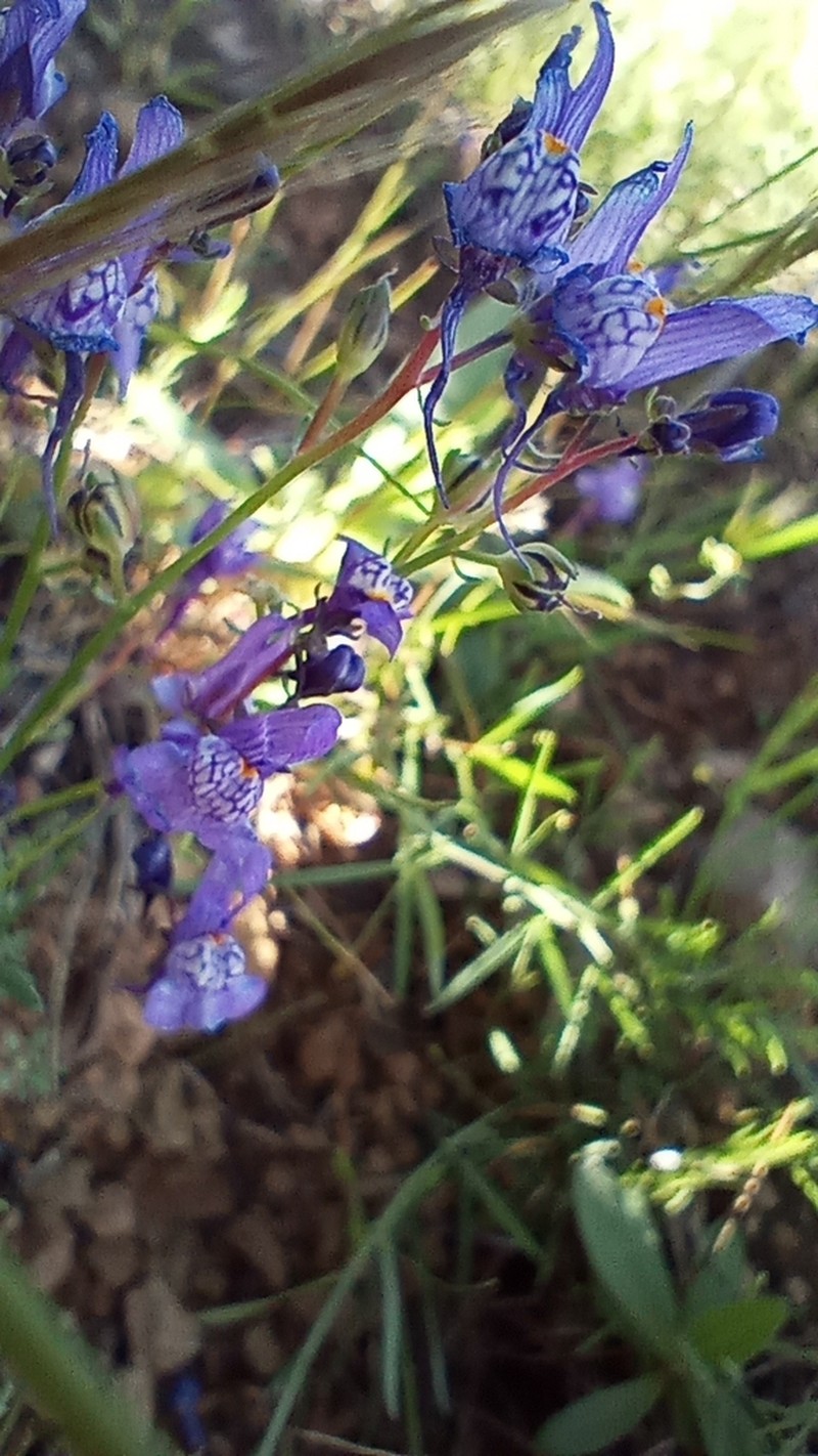 Linaria pseudamethystea photo 4