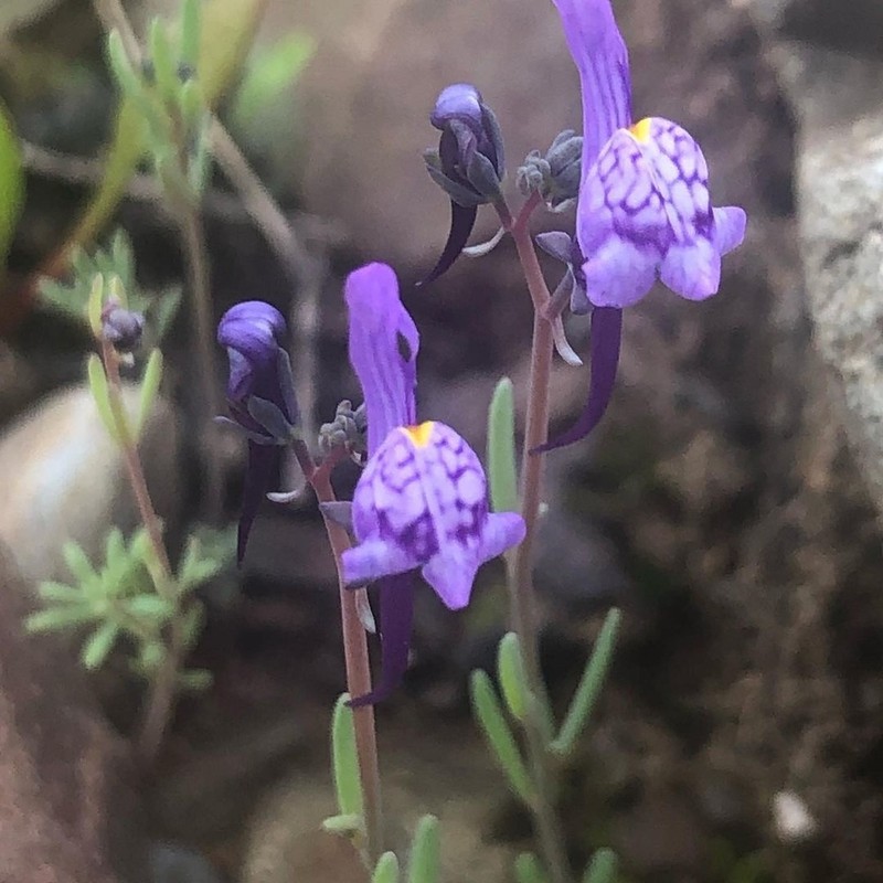 Linaria pseudamethystea photo 5