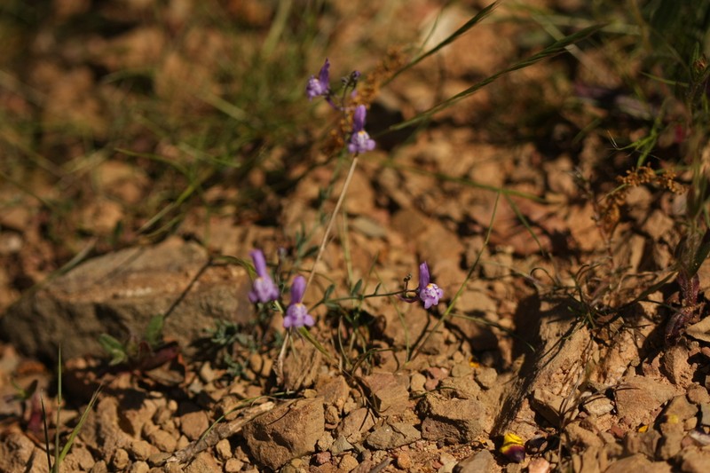 Linaria pseudamethystea photo 6