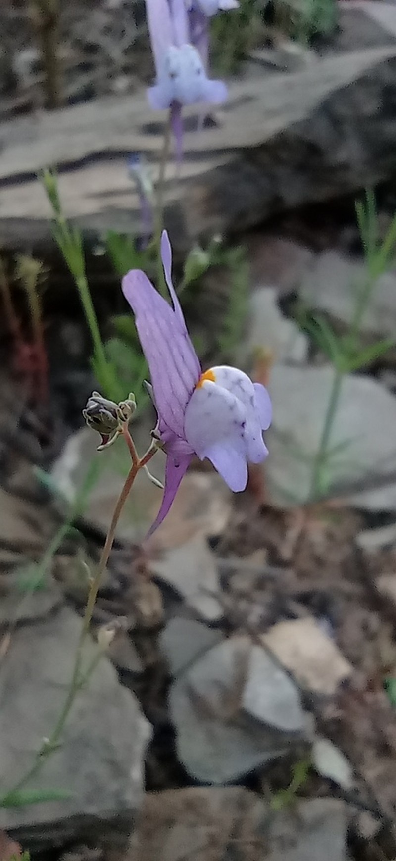 Linaria pseudamethystea photo 7