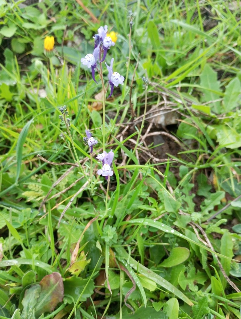 Linaria pseudamethystea photo 8