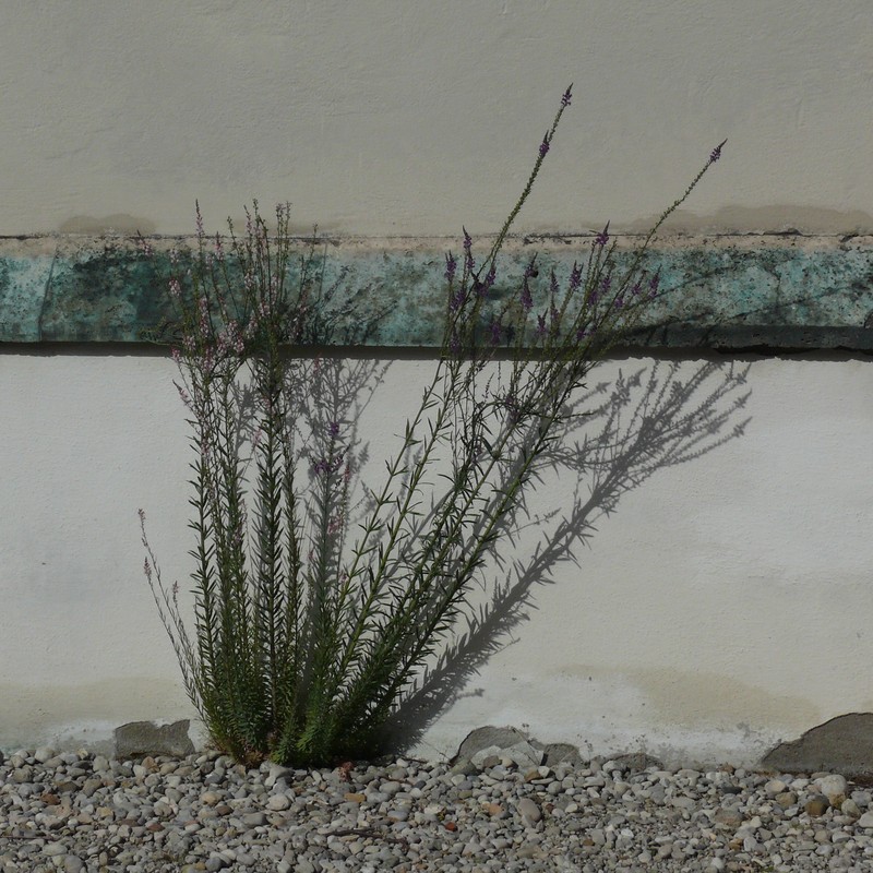 Purple Toadflax photo 3