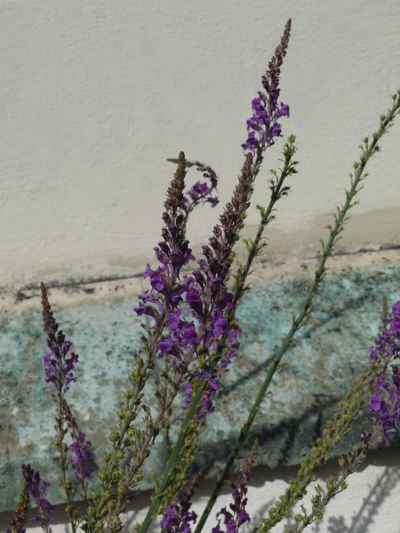 Purple Toadflax photo 4