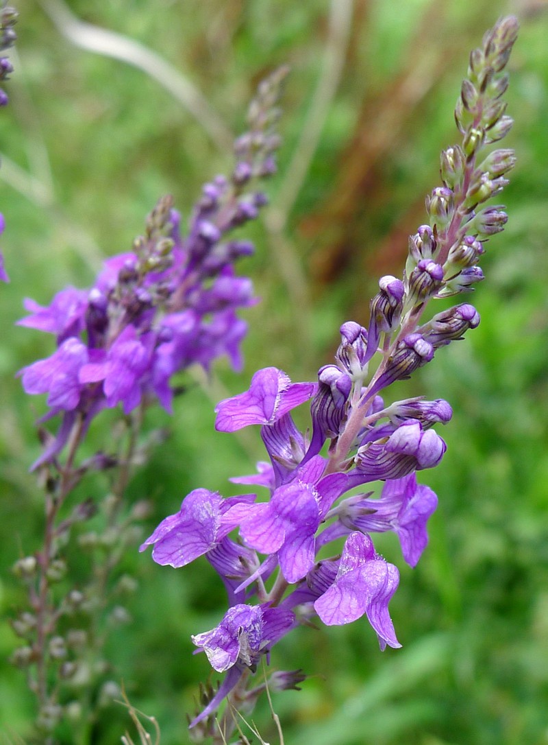 Purple Toadflax photo 2