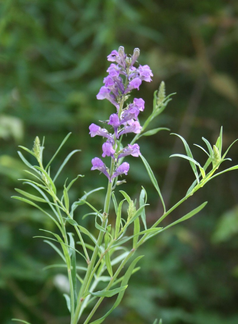 Purple Toadflax