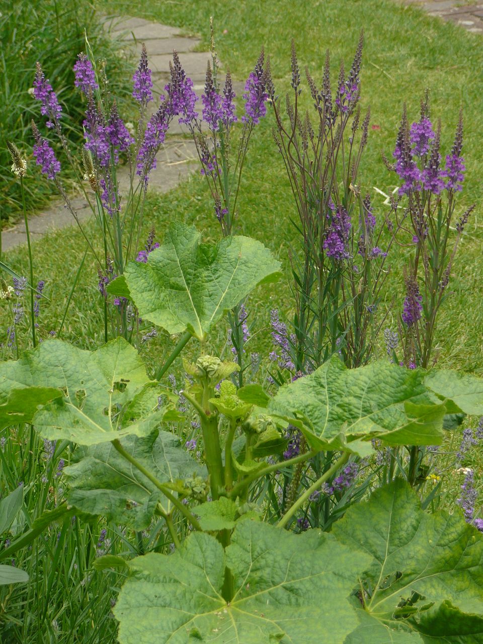 Purple Toadflax photo 5