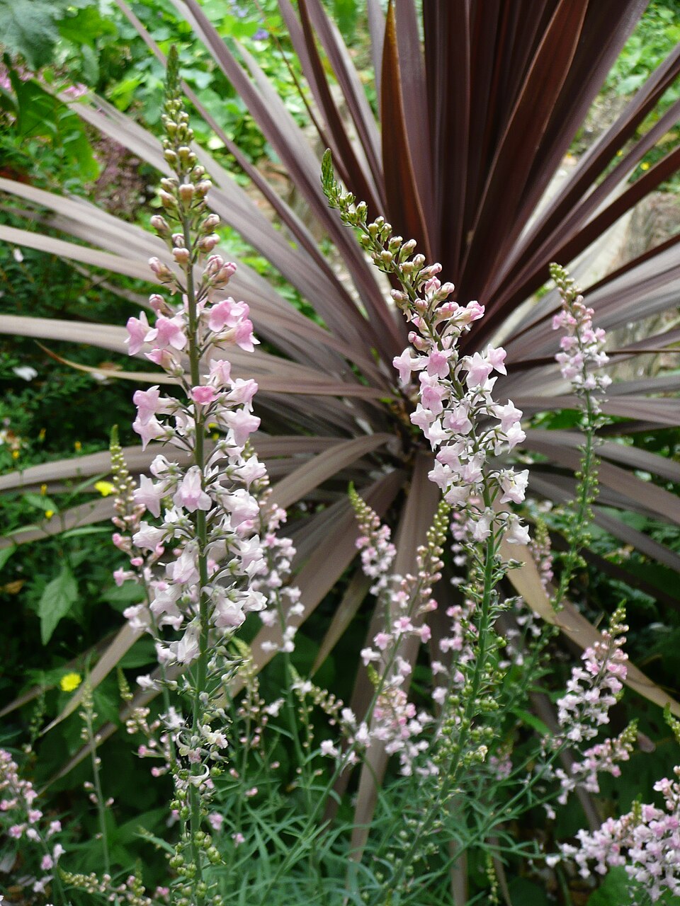 Purple Toadflax photo 6