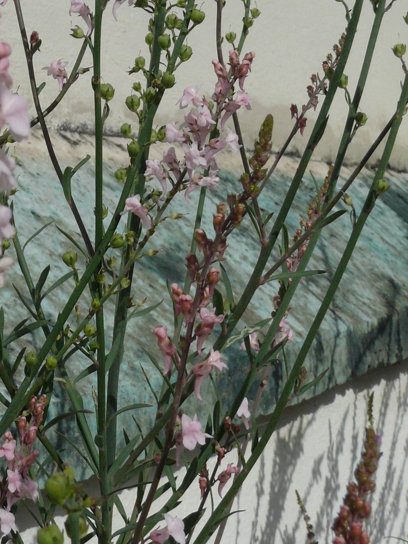Purple Toadflax photo 7
