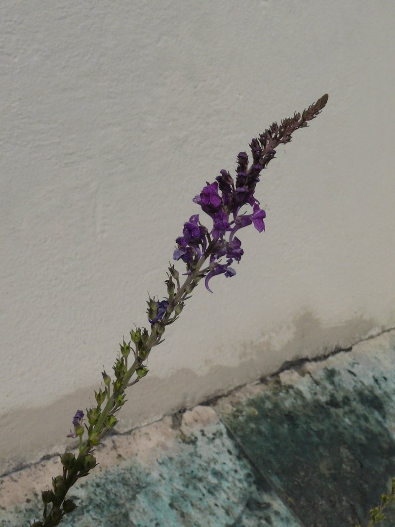 Purple Toadflax photo 8