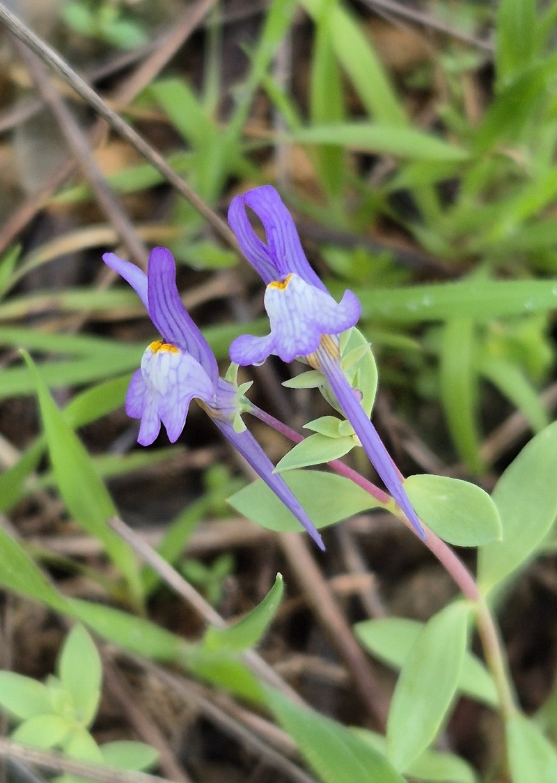Linaria reflexa subsp. reflexa