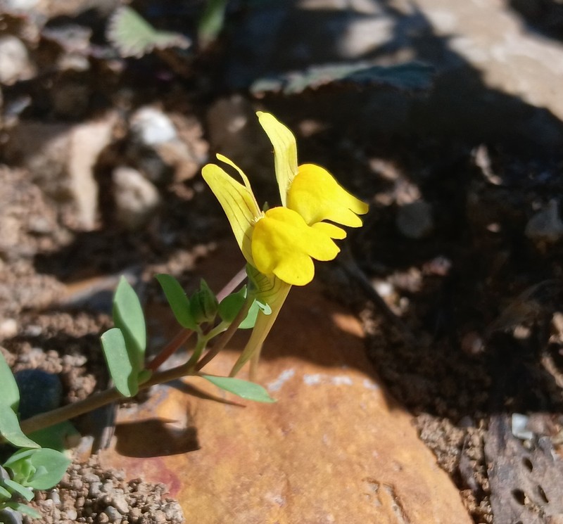 Linaria reflexa subsp. reflexa photo 2